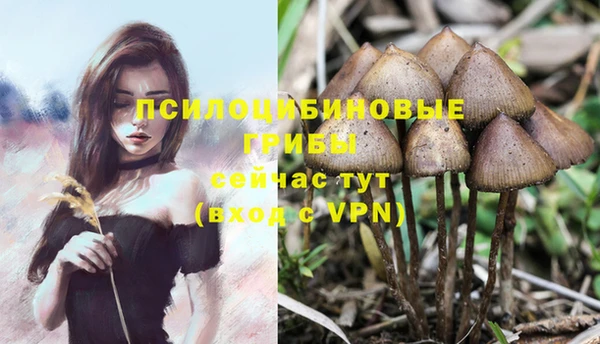 шишки Арсеньев